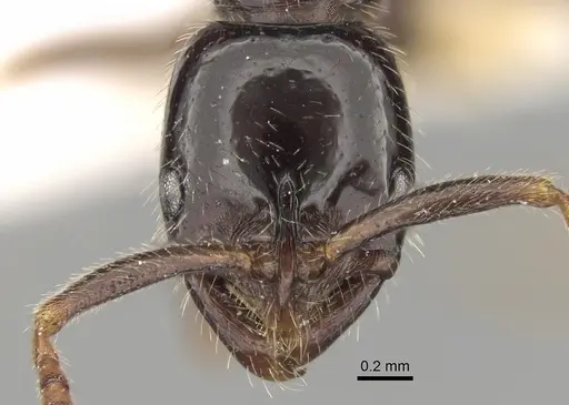 Leptogenys lucidula specimen CASENT0281926 image casent0281926_2