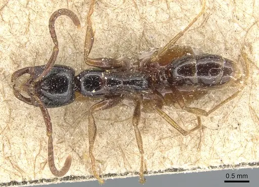 Leptogenys lucidula specimen CASENT0903951 image casent0903951_1