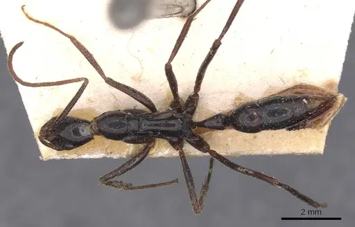 Leptogenys luederwaldti specimen CASENT0907399 image casent0907399_1
