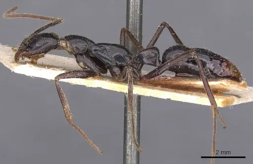 Leptogenys luederwaldti specimen CASENT0907399 image casent0907399_3