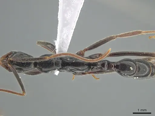 Leptogenys luederwaldti specimen DZUP549112 image dzup549112_1