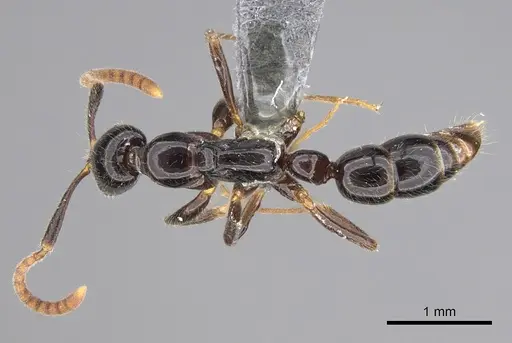 Leptogenys mactans specimen CASENT0816311 image casent0816311_1