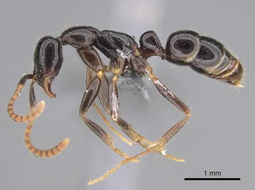 Leptogenys mactans specimen CASENT0816311 image casent0816311_3