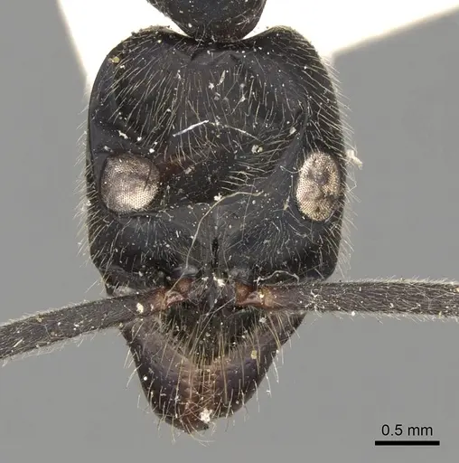Leptogenys magna specimen CASENT0281945 image casent0281945_2