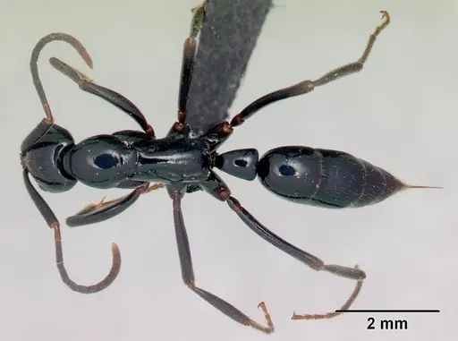 Leptogenys malama specimen CASENT0067685 image casent0067685_1