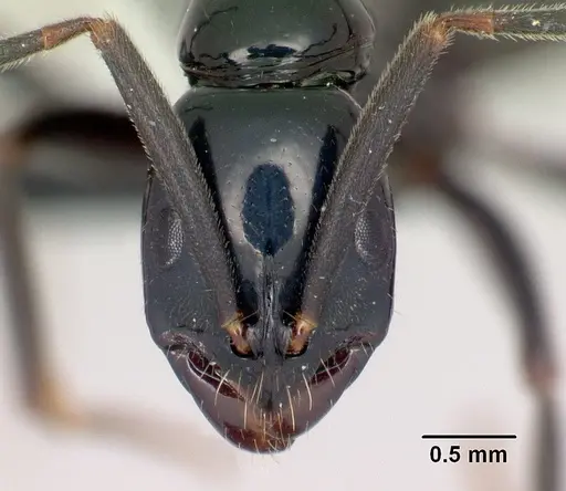 Leptogenys malama specimen CASENT0067685 image casent0067685_2