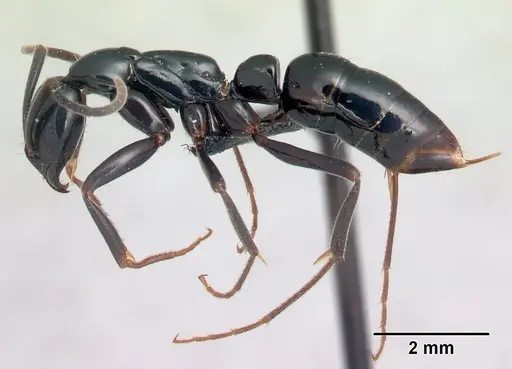Leptogenys malama specimen CASENT0067685 image casent0067685_3
