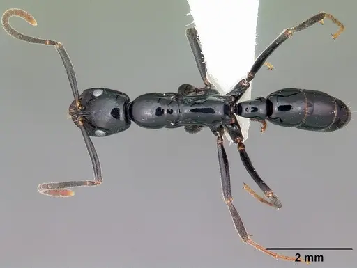 Leptogenys malama specimen CASENT0102990 image casent0102990_1