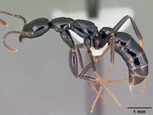 Leptogenys malama specimen CASENT0102990 image casent0102990_3