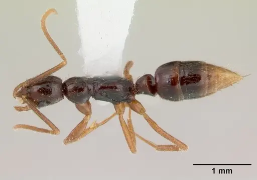 Leptogenys malama specimen CASENT0178826 image casent0178826_1