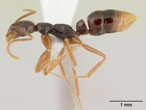 Leptogenys malama specimen CASENT0178826 image casent0178826_3