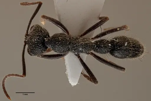 Leptogenys malayana specimen ANTWEB1060639 image antweb1060639_1