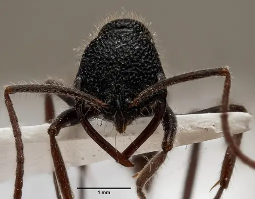 Leptogenys malayana specimen ANTWEB1060639 image antweb1060639_2