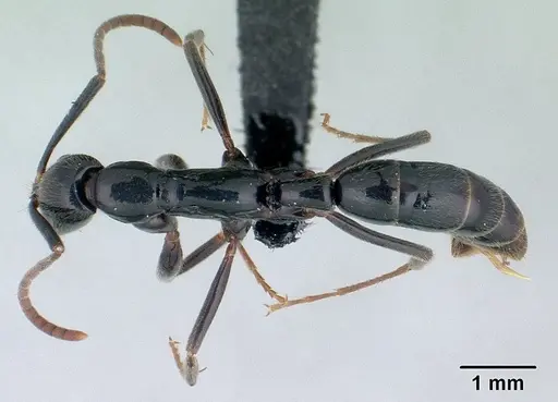 Leptogenys mangabe specimen CASENT0074674 image casent0074674_1