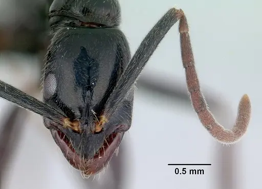 Leptogenys mangabe specimen CASENT0074674 image casent0074674_2