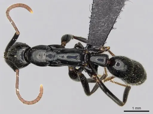 Leptogenys mangabe specimen CASENT0196537 image casent0196537_1