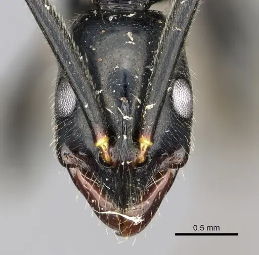 Leptogenys mangabe specimen CASENT0196537 image casent0196537_2