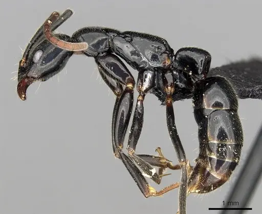 Leptogenys mangabe specimen CASENT0196537 image casent0196537_3