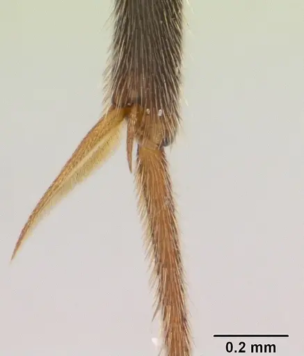 Leptogenys mangabe specimen CASENT0496777 image casent0496777_2