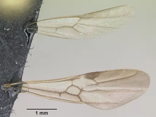 Leptogenys mangabe specimen CASENT0496777 image casent0496777_5