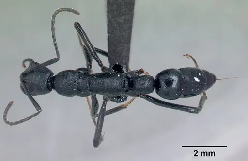 Leptogenys manja specimen CASENT0068233 image casent0068233_1