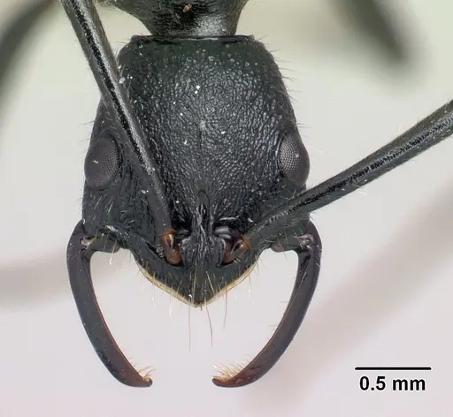 Leptogenys manja specimen CASENT0068233 image casent0068233_2