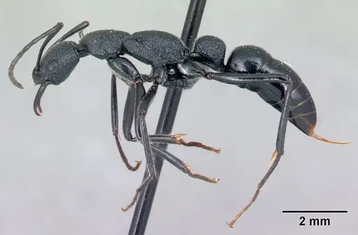 Leptogenys manja specimen CASENT0068233 image casent0068233_3