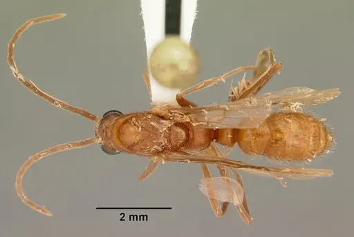 Leptogenys manni specimen CASENT0104001 image casent0104001_1