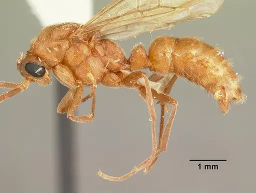Leptogenys manni specimen CASENT0104001 image casent0104001_3
