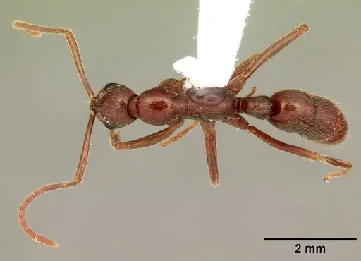Leptogenys manni specimen CASENT0104002 image casent0104002_1