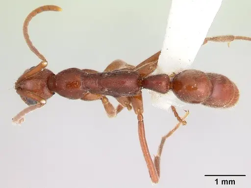 Leptogenys manni specimen CASENT0178785 image casent0178785_1