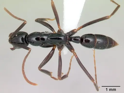 Leptogenys manongarivo specimen CASENT0196540 image casent0196540_1