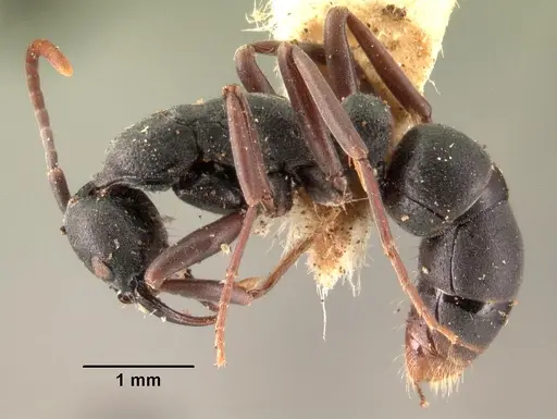 Leptogenys maxillosa specimen CASENT0101496 image casent0101496_3
