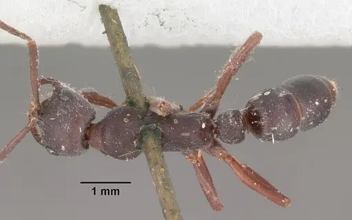 Leptogenys maxillosa specimen CASENT0102266 image casent0102266_1