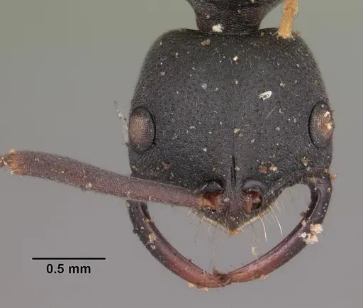 Leptogenys maxillosa specimen CASENT0102268 image casent0102268_2