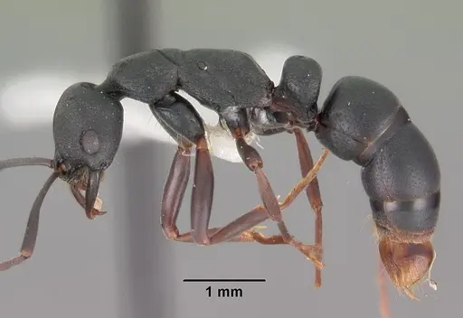 Leptogenys maxillosa specimen CASENT0102269 image casent0102269_3