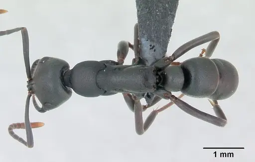 Leptogenys maxillosa specimen CASENT0135008 image casent0135008_1