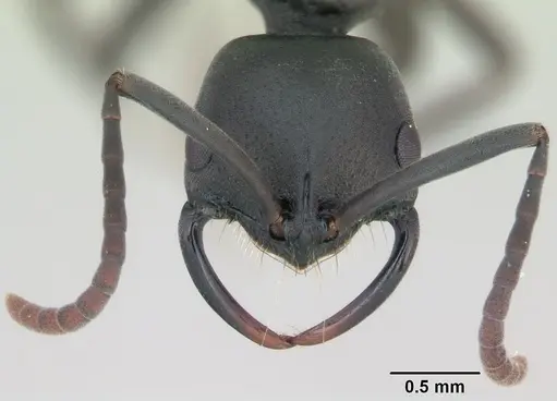Leptogenys maxillosa specimen CASENT0135008 image casent0135008_2