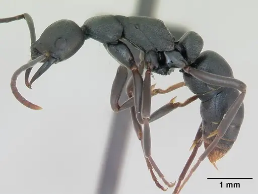 Leptogenys maxillosa specimen CASENT0135008 image casent0135008_3