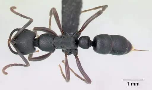 Leptogenys maxillosa specimen CASENT0137950 image casent0137950_1