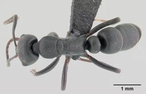 Leptogenys maxillosa specimen CASENT0147134 image casent0147134_1