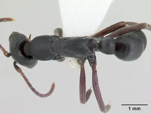 Leptogenys maxillosa specimen CASENT0178809 image casent0178809_1
