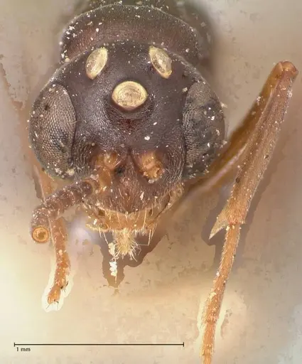 Leptogenys maxillosa specimen FOCOL1018 image focol1018_2