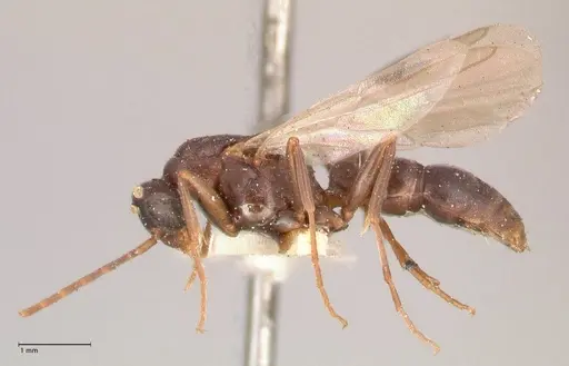 Leptogenys maxillosa specimen FOCOL1018 image focol1018_3