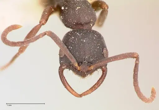 Leptogenys maxillosa specimen FOCOL1019 image focol1019_2