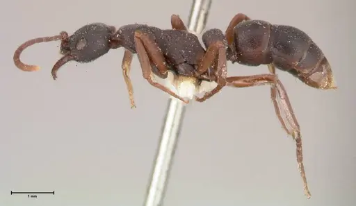 Leptogenys maxillosa specimen FOCOL1019 image focol1019_3