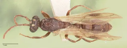 Leptogenys maxillosa specimen FOCOL1020 image focol1020_1