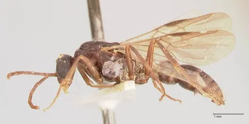 Leptogenys maxillosa specimen FOCOL1020 image focol1020_3