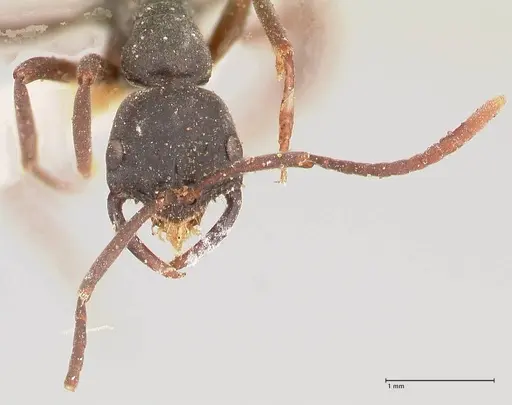 Leptogenys maxillosa specimen FOCOL1021 image focol1021_2