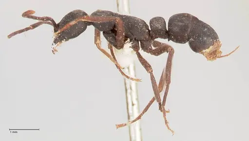 Leptogenys maxillosa specimen FOCOL1021 image focol1021_3